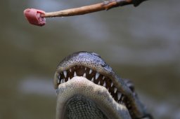 Honey_Island_Swamp_0660