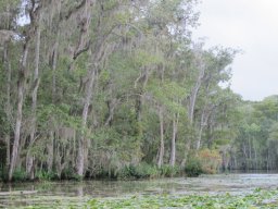 Honey_Island_Swamp_2448