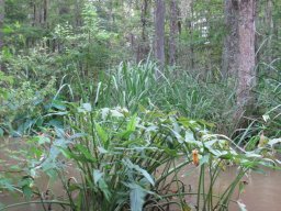 Honey_Island_Swamp_2474