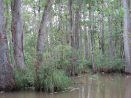 Honey Island Swamp