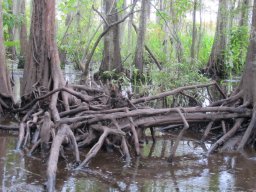 Honey_Island_Swamp_2478