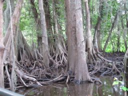 Honey_Island_Swamp_2479