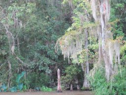 Honey_Island_Swamp_2488