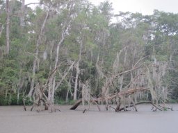 Honey_Island_Swamp_2491