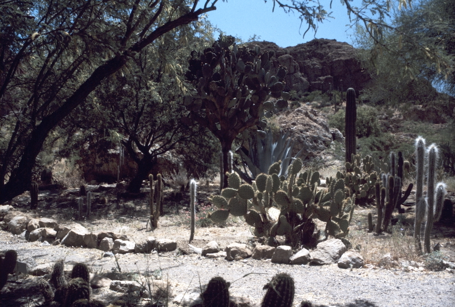 Saguaro cactus