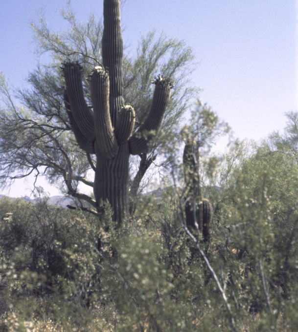 Saguaro cactus