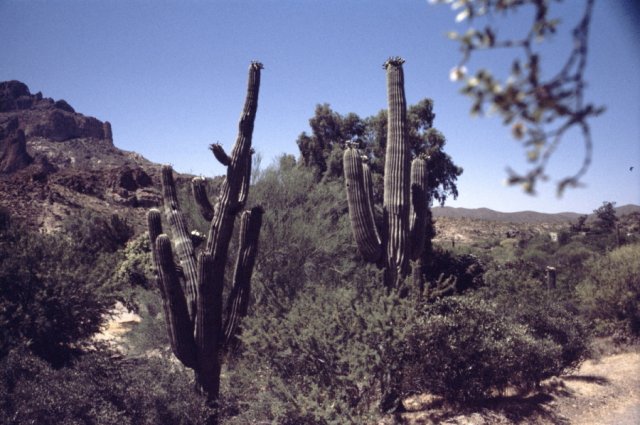Saguaro cactus plants