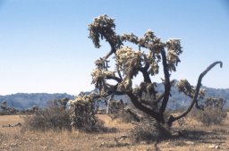 Apache Trail