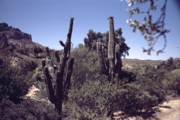 Phoenix-Apache-trail-0001