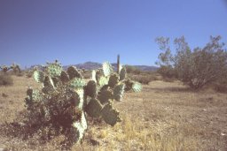 Phoenix-Apache-trail-0004