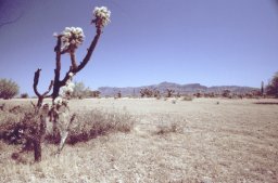 Phoenix-Apache-trail-0006