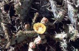 Kuaua-Pueblo-Coronada-Monument-0005