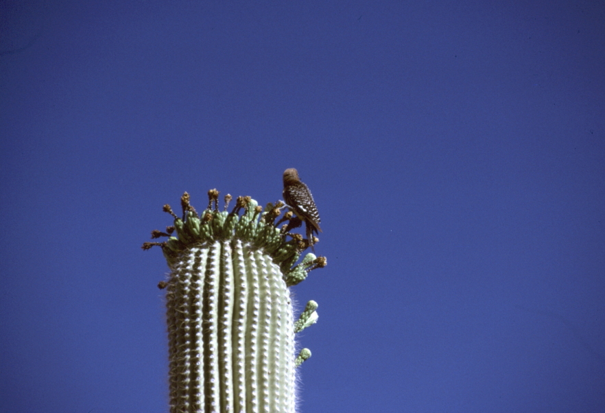 Bird perched on top of seguaro cactus with deep blue sky behind