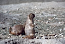 Sonora-Desert-Museum-0003