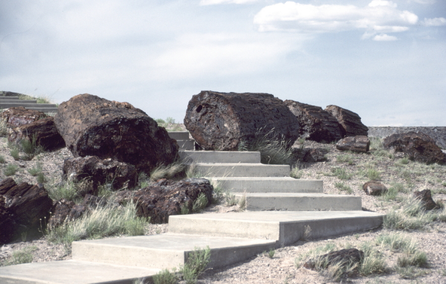 Petrified logs by visitors path through National Park