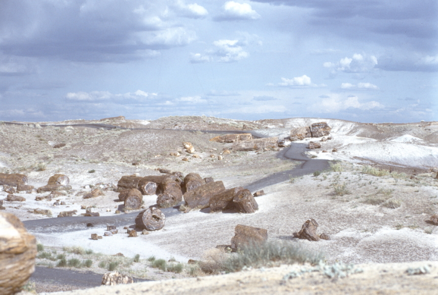 Petrified logs in desert scene