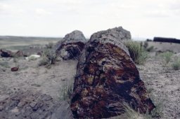 Petrified-forest-0001
