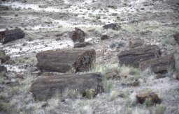 Petrified-forest-0004