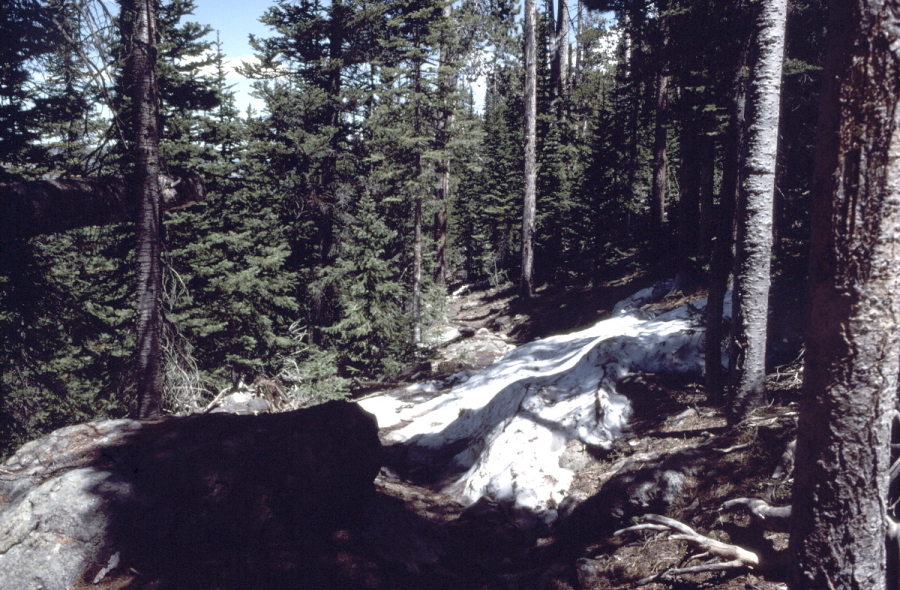 Snow across the trail