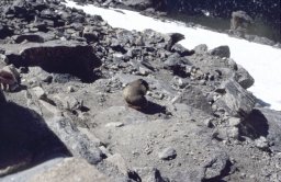 Trail-Ridge-Rockies-0016