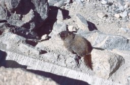 Trail-Ridge-Rockies-0017