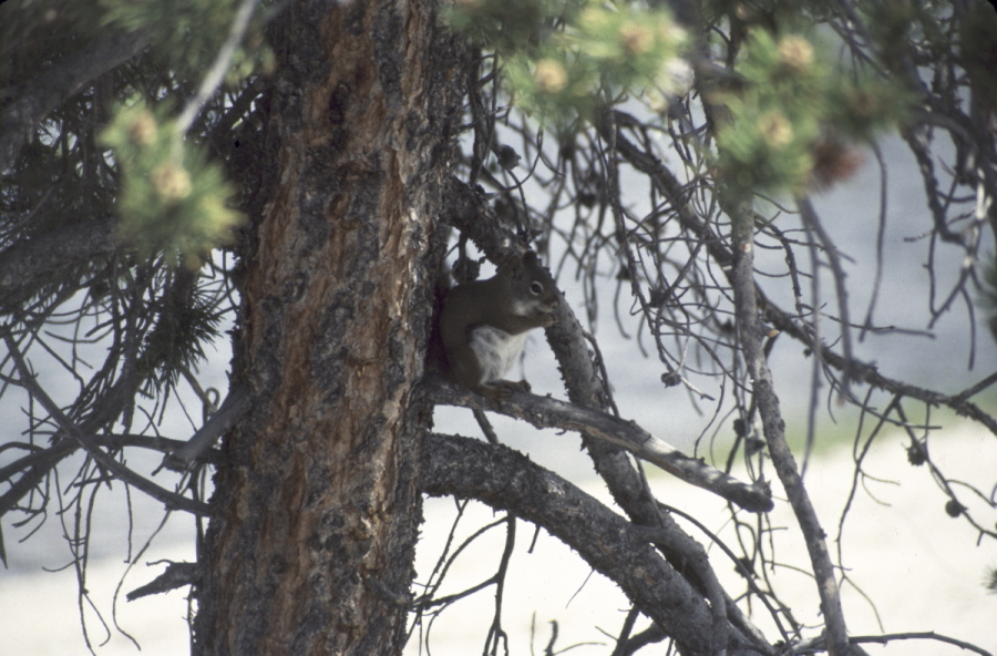 Squirrel sitting in a tree