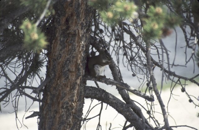 Squirrel sitting in a tree