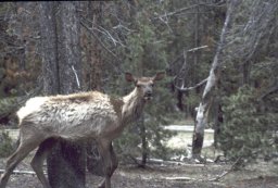 Yellowstone-0094