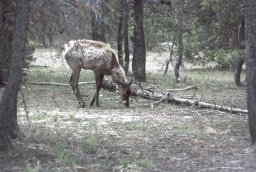 Yellowstone-0098