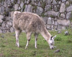 MachuPichu-006