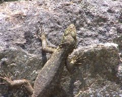 MachuPichu-018