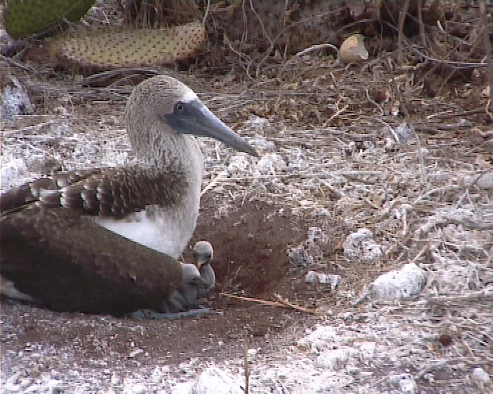 blue footed boobie on nest with chick