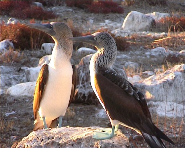 blue footed boobies on the galapagos