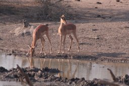 antelopesdrinking