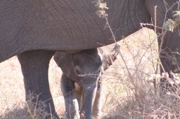 babyelephant