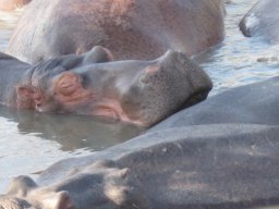 hipposbathing