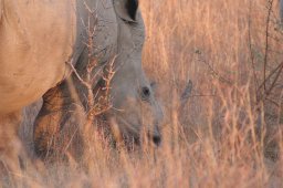 rhinograzing