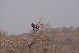vulturesintree