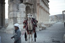 Palmyra-s009b