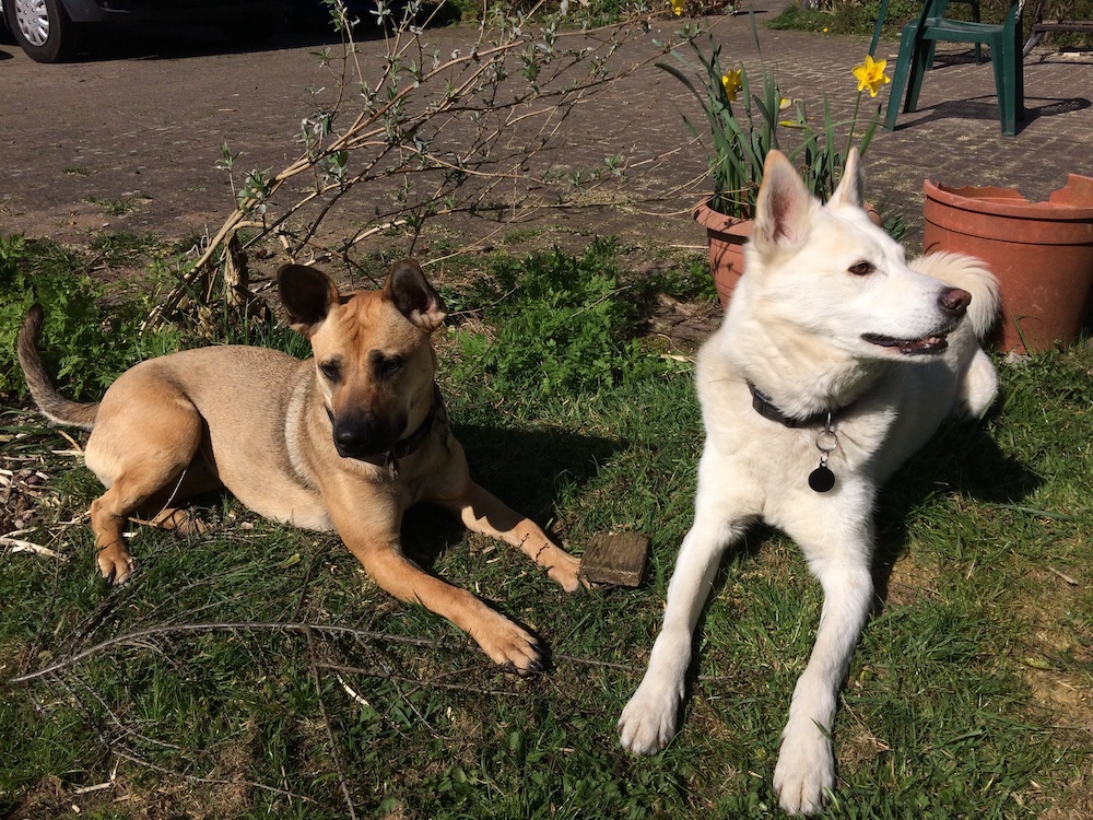 Two dogs lying on the grass in the sun