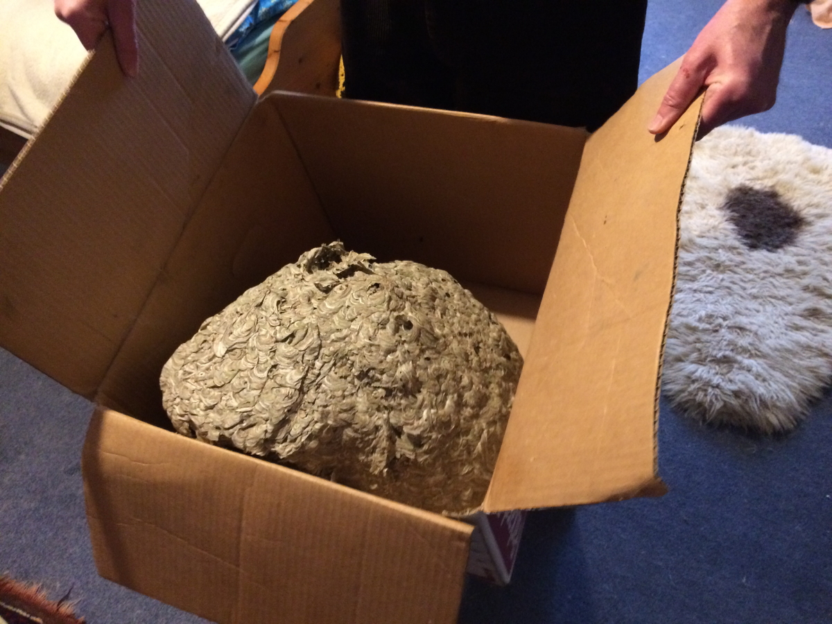 Giant wasps nest