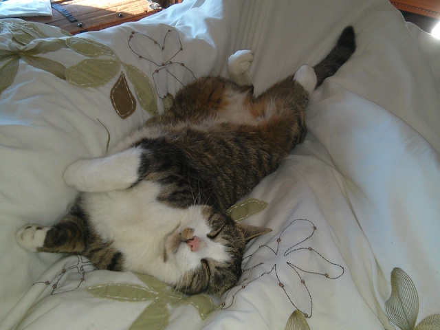Cat comfortable on the bed
