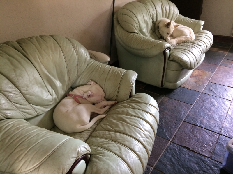 Two dogs asleep
