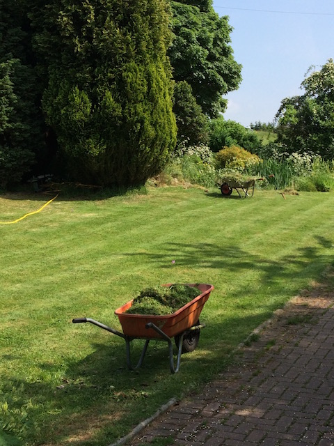 Mown lawn