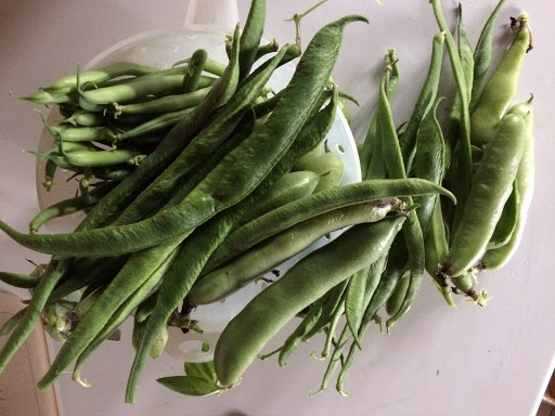 Bean harvest