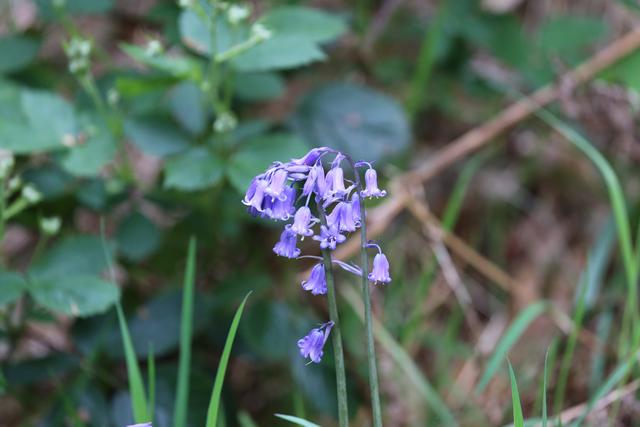 Bluebell in local woodland