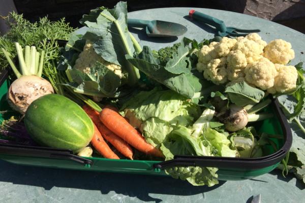 Trug of home grown vegetables including cucumber, lettuce, cauliflower, broccoli, carrots and turnips