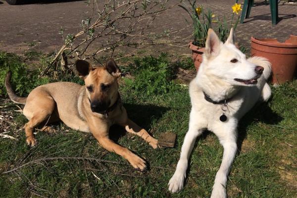 Two dogs lying on the grass in the sun